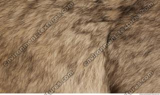 photo texture of fur 0015